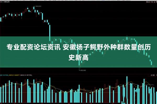专业配资论坛资讯 安徽扬子鳄野外种群数量创历史新高